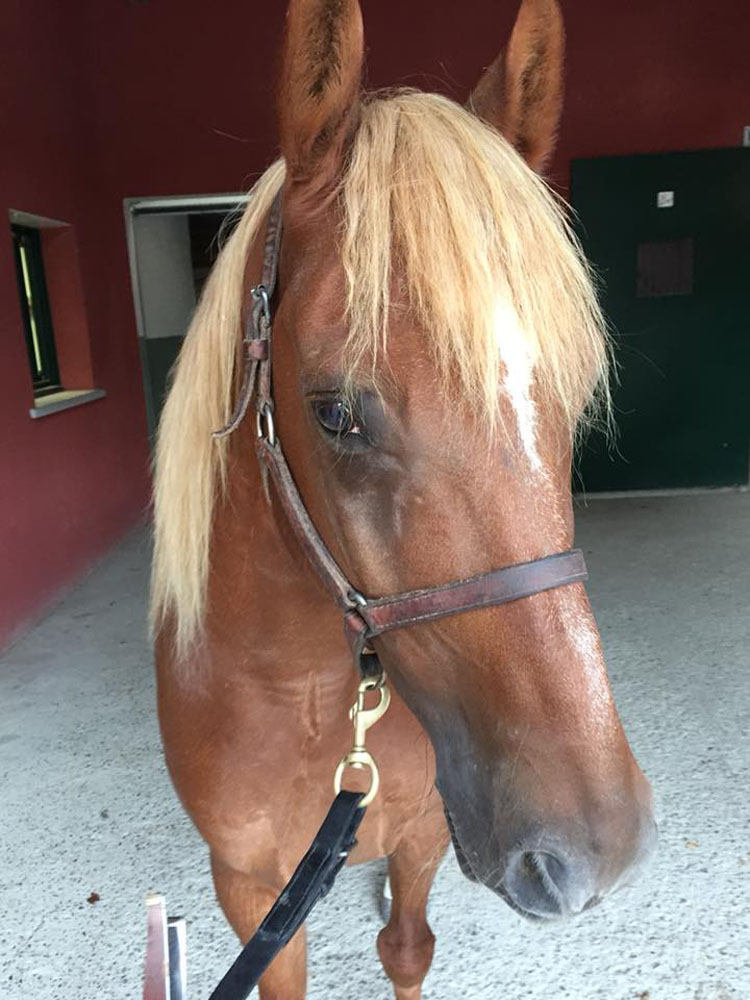 Clinique Equine de Sers - Gynécologique
